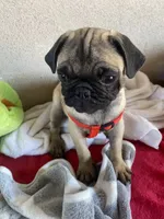 Last fawn boy puppy , a male Pug for sale in Riverside, CA – 1 of 7