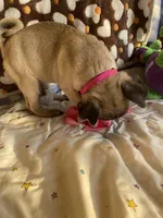 Lola, a female Pug for sale in Riverside, CA – 7 of 10