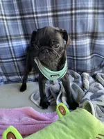Buddy , a male Pug for sale in Riverside, CA – 5 of 7
