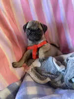 Puppy 1 , a male Pug for sale in Riverside, CA – 7 of 7