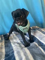 Boy puppy2, a male Pug for sale in Riverside, CA – 5 of 8