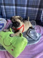 Milo , a male Pug for sale in Riverside, CA – 6 of 7