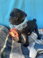 Boy puppy3, a male Pug for sale in Riverside, CA – 1 of 7