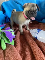 Jenny , a female Pug for sale in Riverside, CA – 5 of 6