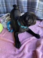 Shadow , a male Pug for sale in Riverside, CA – 6 of 10