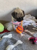 Last girl puppy , a female Pug for sale in Riverside, CA – 4 of 6