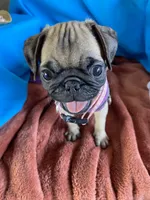 Julie, a female Pug for sale in Riverside, CA – 3 of 6