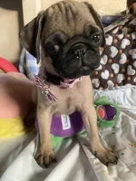 Girl pup, a female Pug for sale in Riverside, CA – 6 of 7