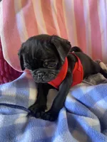 Blue , a male Pug for sale in Riverside, CA – 3 of 8