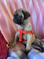 Puppy 1 , a male Pug for sale in Riverside, CA – 6 of 7