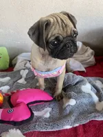 Last girl puppy , a female Pug for sale in Riverside, CA – 3 of 6