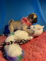Girl puppy, a female Pug for sale in Riverside, CA – 4 of 8