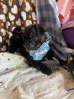 Bowie, a male Pug for sale in Riverside, CA – 1 of 8