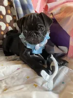 Bowie, a male Pug for sale in Riverside, CA – 4 of 8