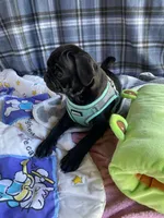Buddy , a male Pug for sale in Riverside, CA – 4 of 7