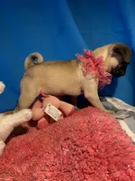 Girl puppy, a female Pug for sale in Riverside, CA – 8 of 8