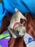 Jenny , a female Pug for sale in Riverside, CA – 6 of 6