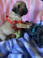 Puppy 1 , a male Pug for sale in Riverside, CA – 5 of 7