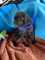 Zorro , a male Pug for sale in Riverside, CA – 2 of 6