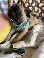 Dodger, a male Pug for sale in Riverside, CA – 3 of 6