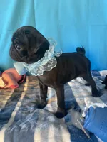 Boy puppy3, a male Pug for sale in Riverside, CA – 2 of 7