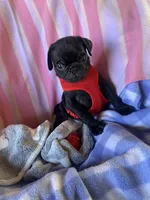 Blue , a male Pug for sale in Riverside, CA – 5 of 8