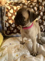 Lola, a female Pug for sale in Riverside, CA – 4 of 10
