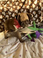 Jenny , a female Pug for sale in Riverside, CA – 8 of 10
