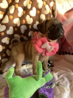 Jenny , a female Pug for sale in Riverside, CA – 7 of 10