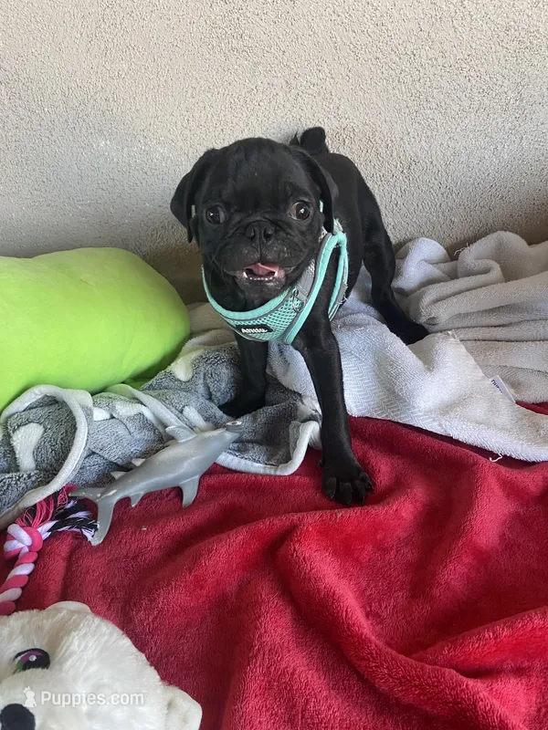 Boy puppy  – Pug puppy for sale in Riverside, CA