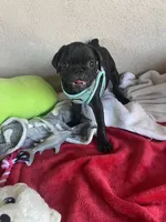 Boy puppy , a male Pug for sale in Riverside, CA – 1 of 7