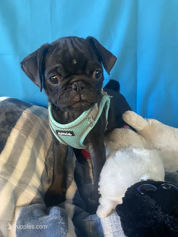 Boy puppy2 – Pug puppy for sale in Riverside, CA