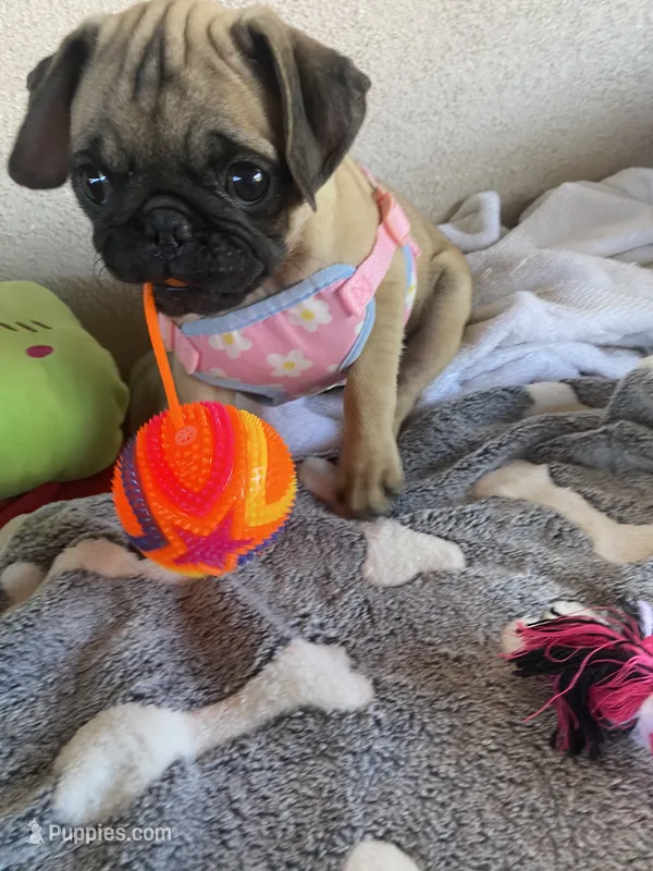 Last girl puppy  – Pug puppy for sale in Riverside, CA