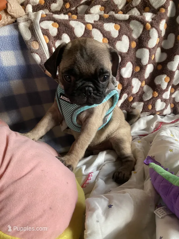 Dodger – Pug puppy for sale in Riverside, CA