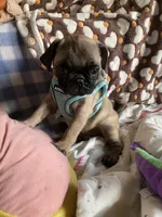 Dodger, a male Pug for sale in Riverside, CA – 1 of 6