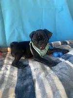 Boy puppy2, a male Pug for sale in Riverside, CA – 2 of 8