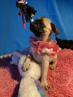 Girl puppy, a female Pug for sale in Riverside, CA – 6 of 8