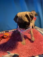 Girl puppy2, a female Pug for sale in Riverside, CA – 3 of 8