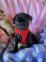Boy , a male Pug for sale in Riverside, CA – 4 of 5