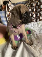 Girl pup, a female Pug for sale in Riverside, CA – 5 of 7