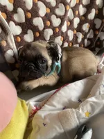 Dodger, a male Pug for sale in Riverside, CA – 6 of 6