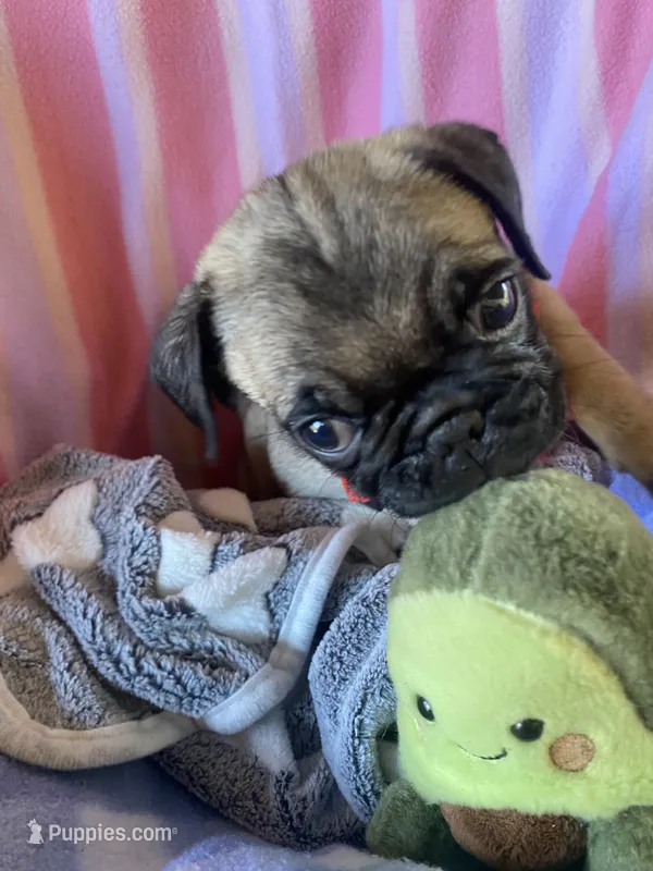Puppy 1  – Pug puppy for sale in Riverside, CA