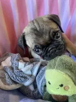 Puppy 1 , a male Pug for sale in Riverside, CA – 1 of 7