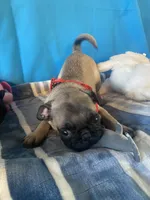 Boy puppy , a male Pug for sale in Riverside, CA – 2 of 6