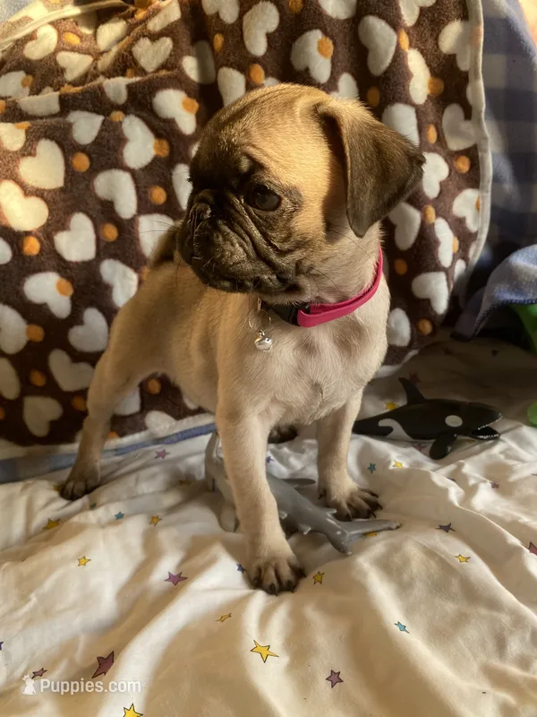 Lola – Pug puppy for sale in Riverside, CA
