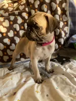 Lola, a female Pug for sale in Riverside, CA – 1 of 10