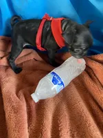 Speed, a male Pug for sale in Riverside, CA – 5 of 6