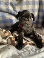 Bolt, a male Pug for sale in Riverside, CA – 5 of 7