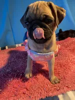 Girl puppy2, a female Pug for sale in Riverside, CA – 1 of 8