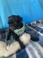 Boy puppy2, a male Pug for sale in Riverside, CA – 3 of 8